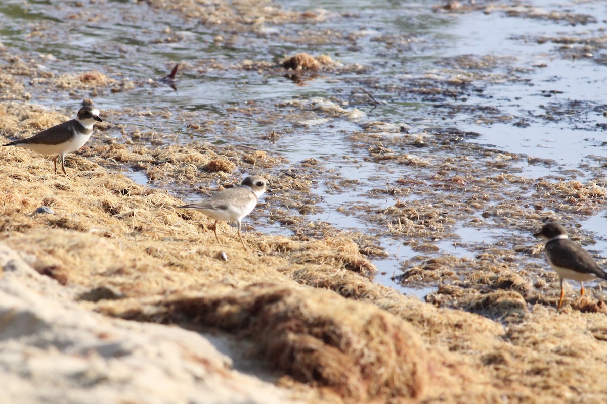Piping Plover - ML608640469