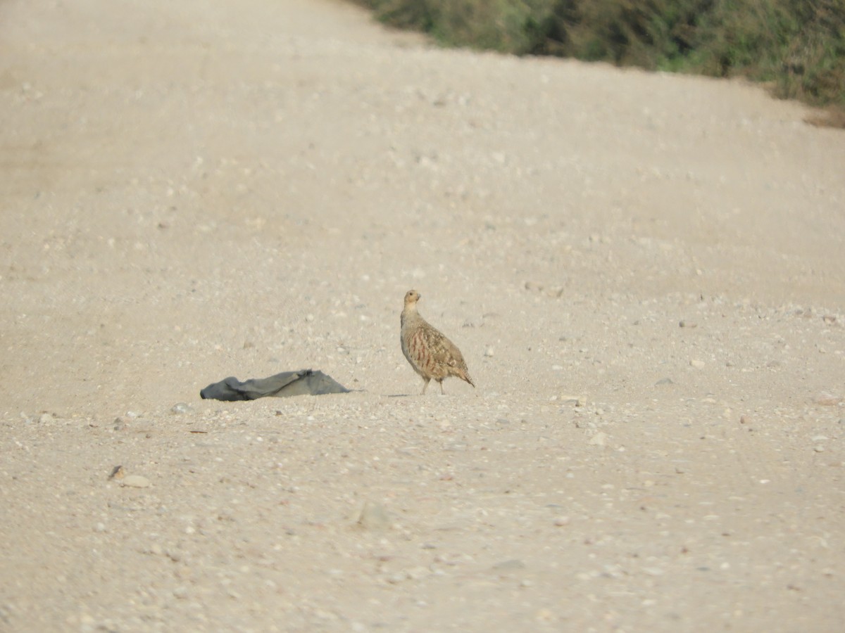 Gray Partridge - ML608640548