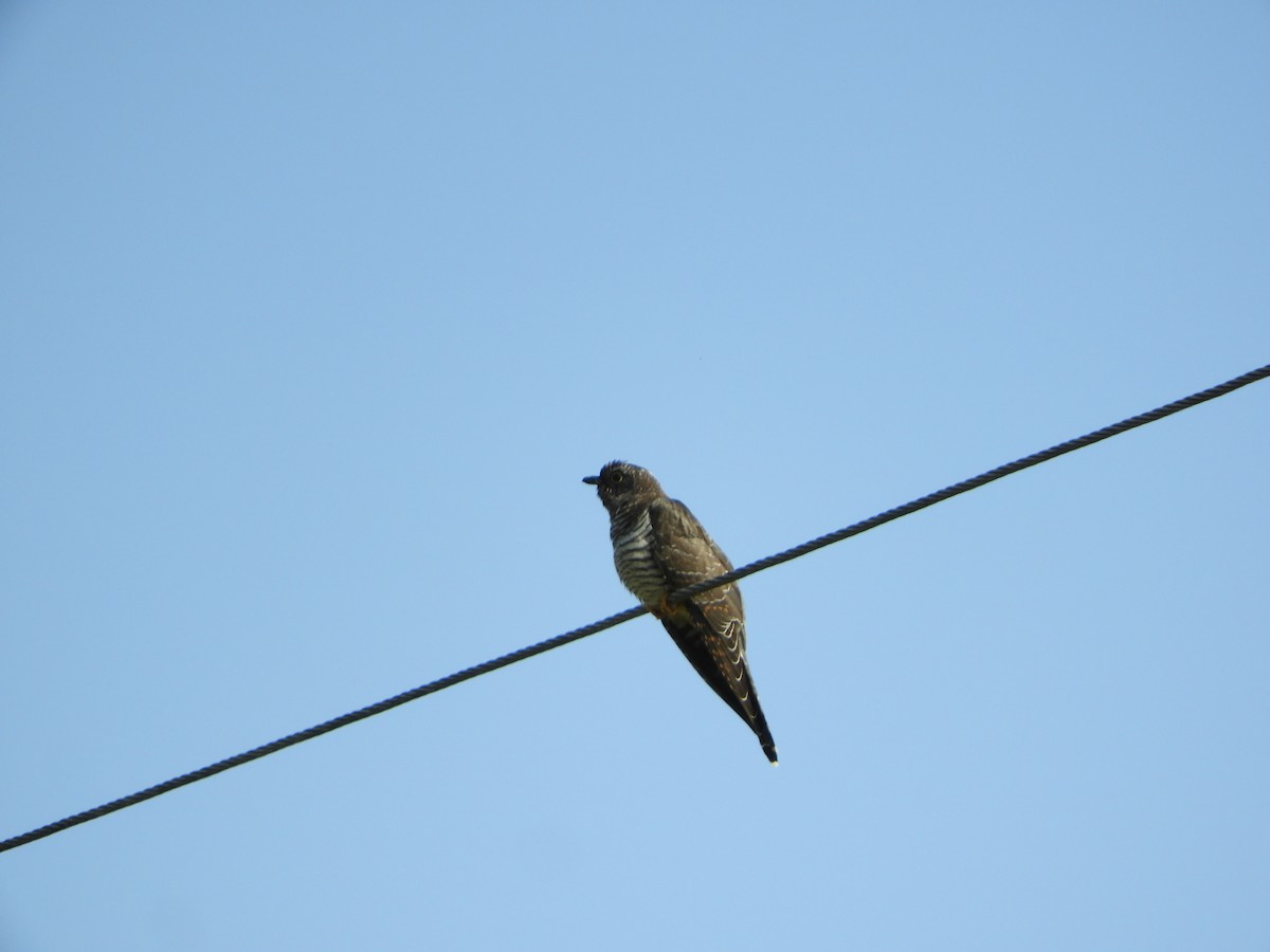 Common Cuckoo - Tadas Povilauskas