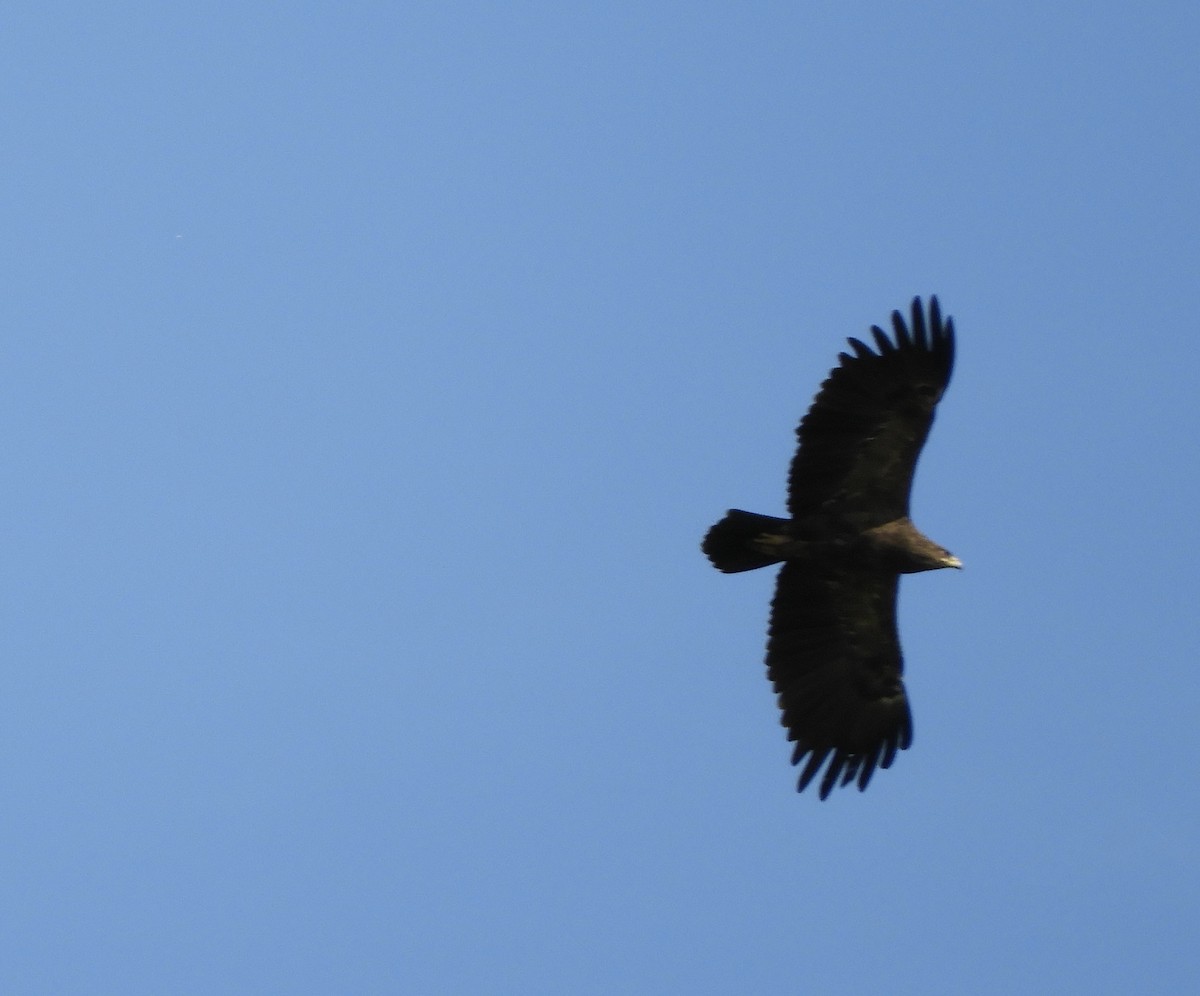 Lesser Spotted Eagle - ML608640553