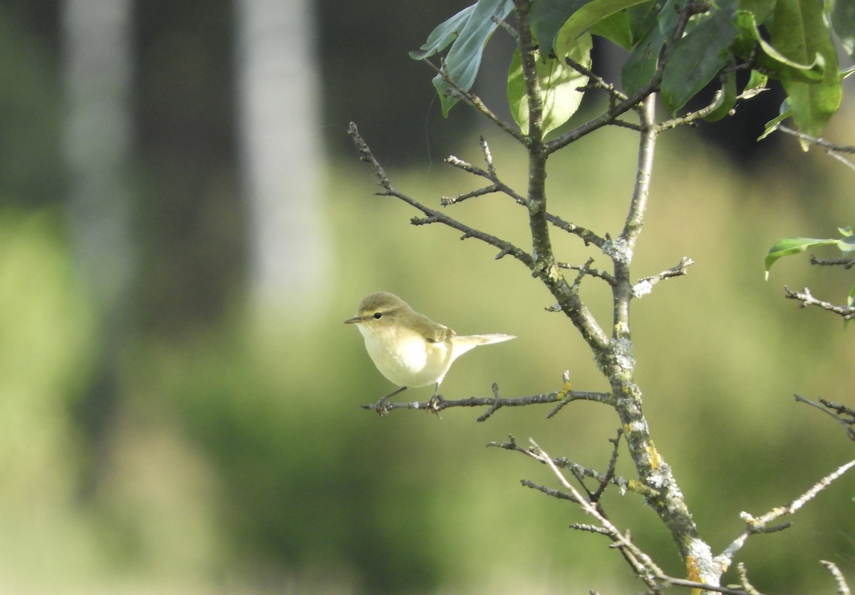 Common Chiffchaff - ML608640575