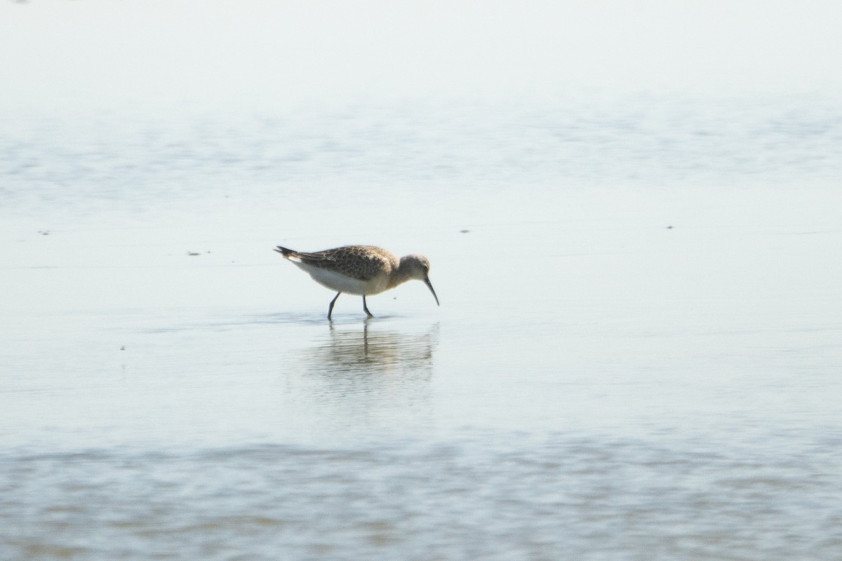 Curlew Sandpiper - ML608640598