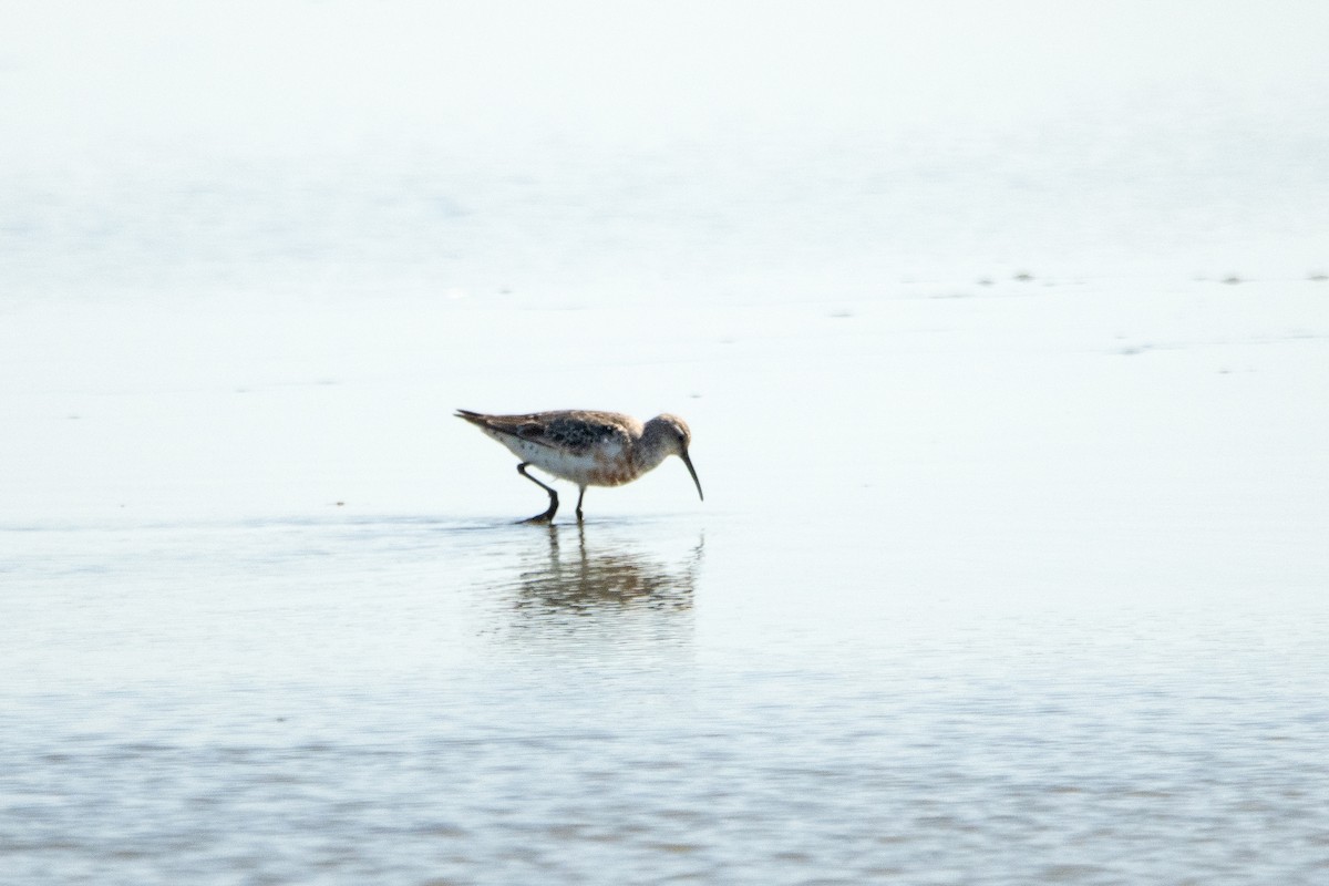 Curlew Sandpiper - ML608640599