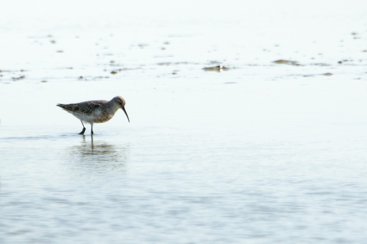 Curlew Sandpiper - ML608640601