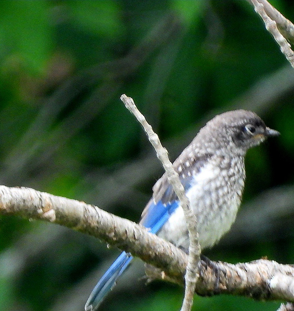 Eastern Bluebird - ML608640603