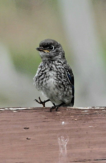 Eastern Bluebird - ML608640604