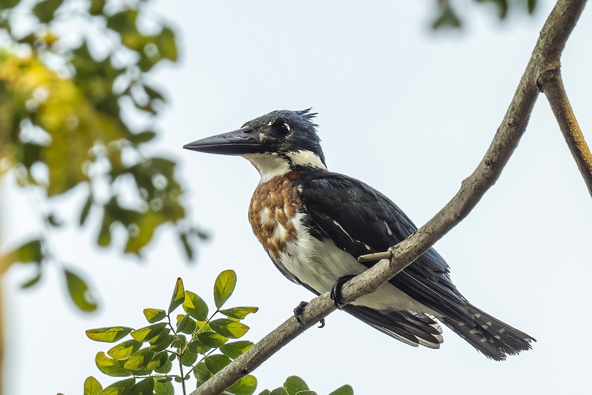 Martin-pêcheur d'Amazonie - ML608640638