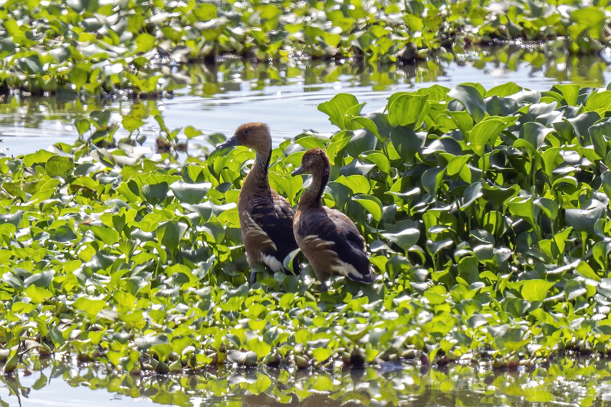 Fulvous Whistling-Duck - Su Li