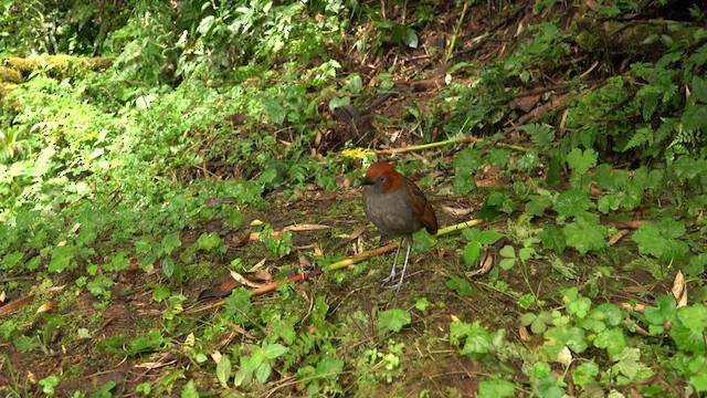 Chestnut-naped Antpitta - ML608640693