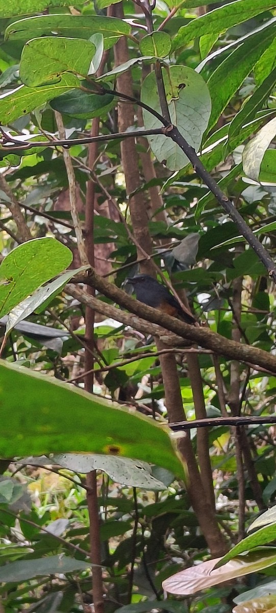 Nilgiri Sholakili - ML608640706