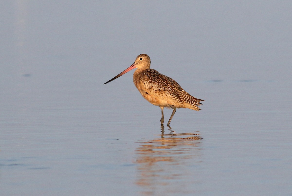 Marbled Godwit - ML608640758