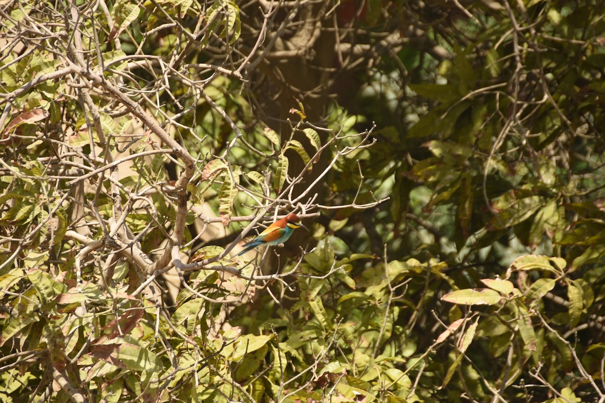 European Bee-eater - ML608640888