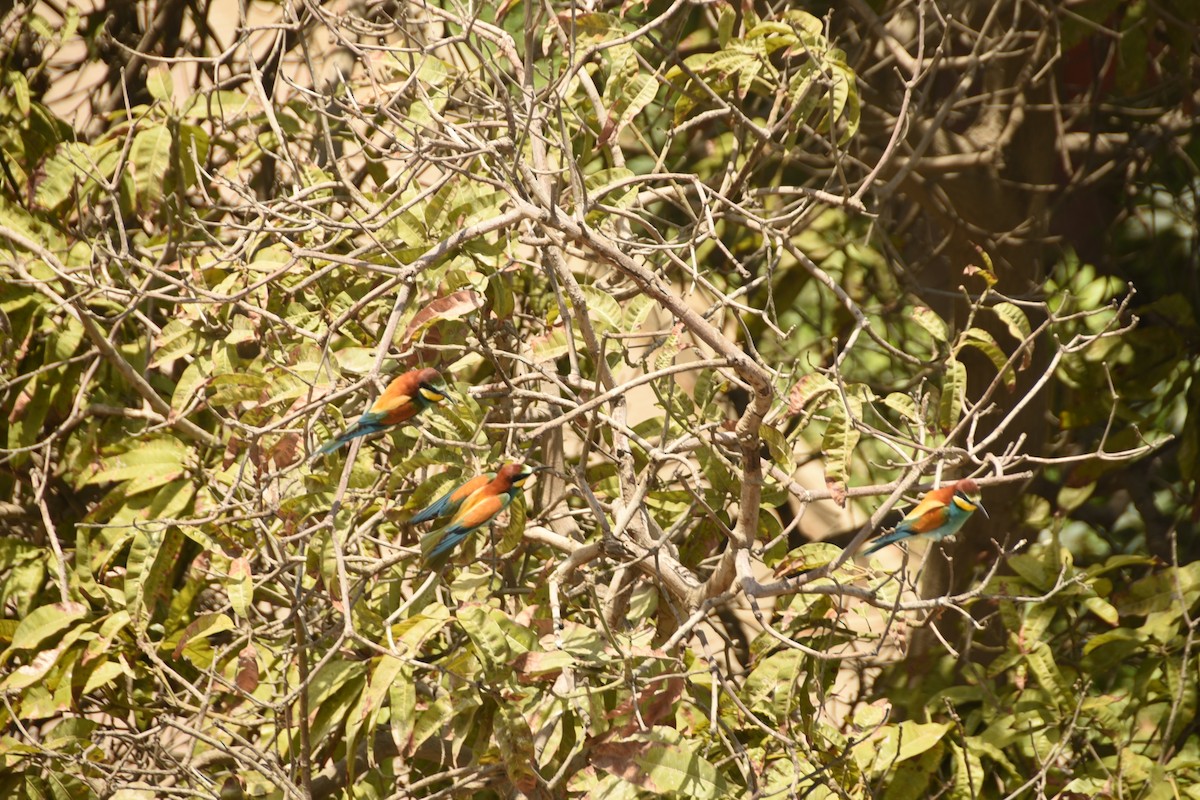 European Bee-eater - ML608640889