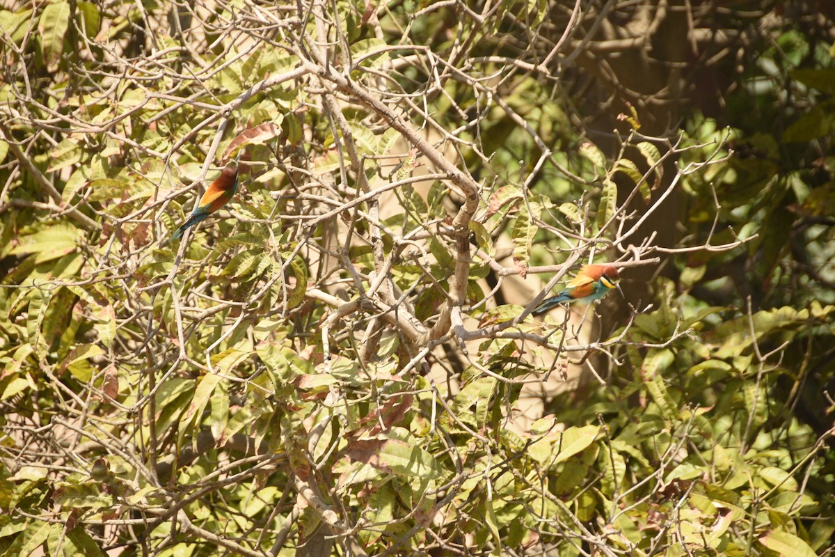 European Bee-eater - ML608640890