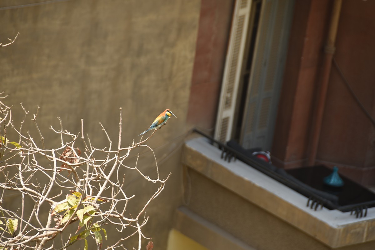 European Bee-eater - ML608640891