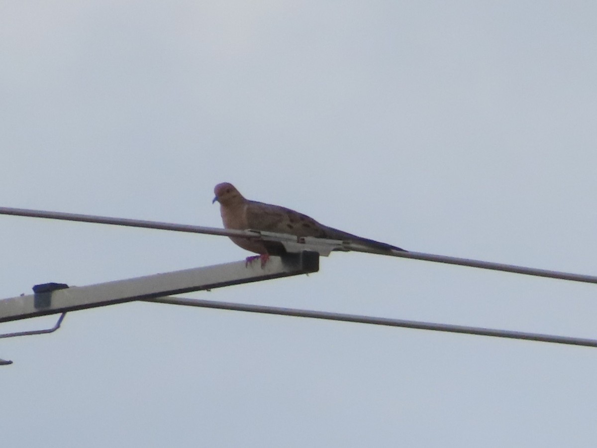 Mourning Dove - ML608640892