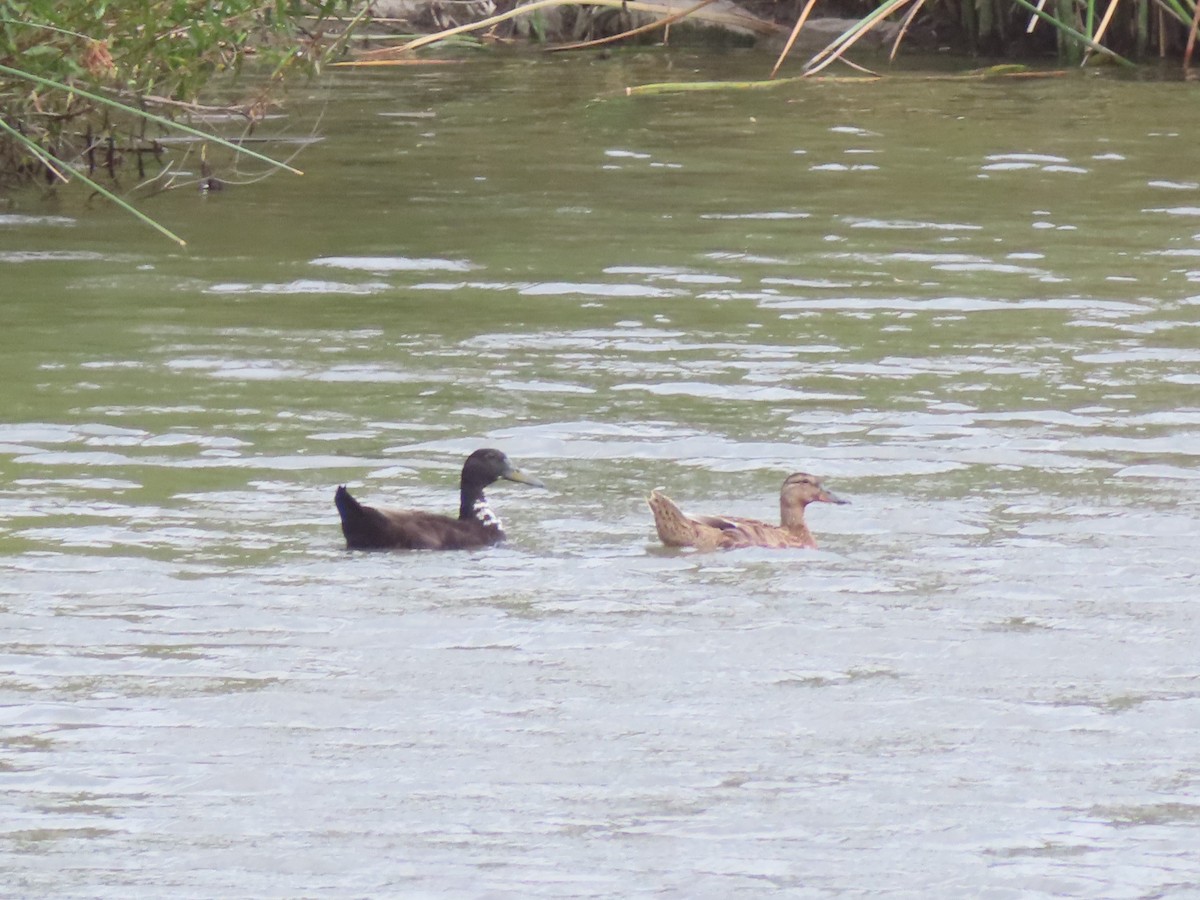 Canard colvert (forme domestique) - ML608640956