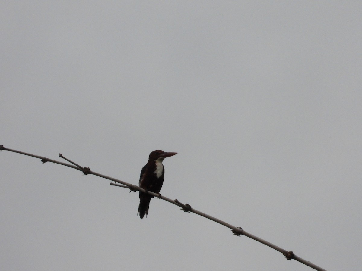White-throated Kingfisher - Nick 6978