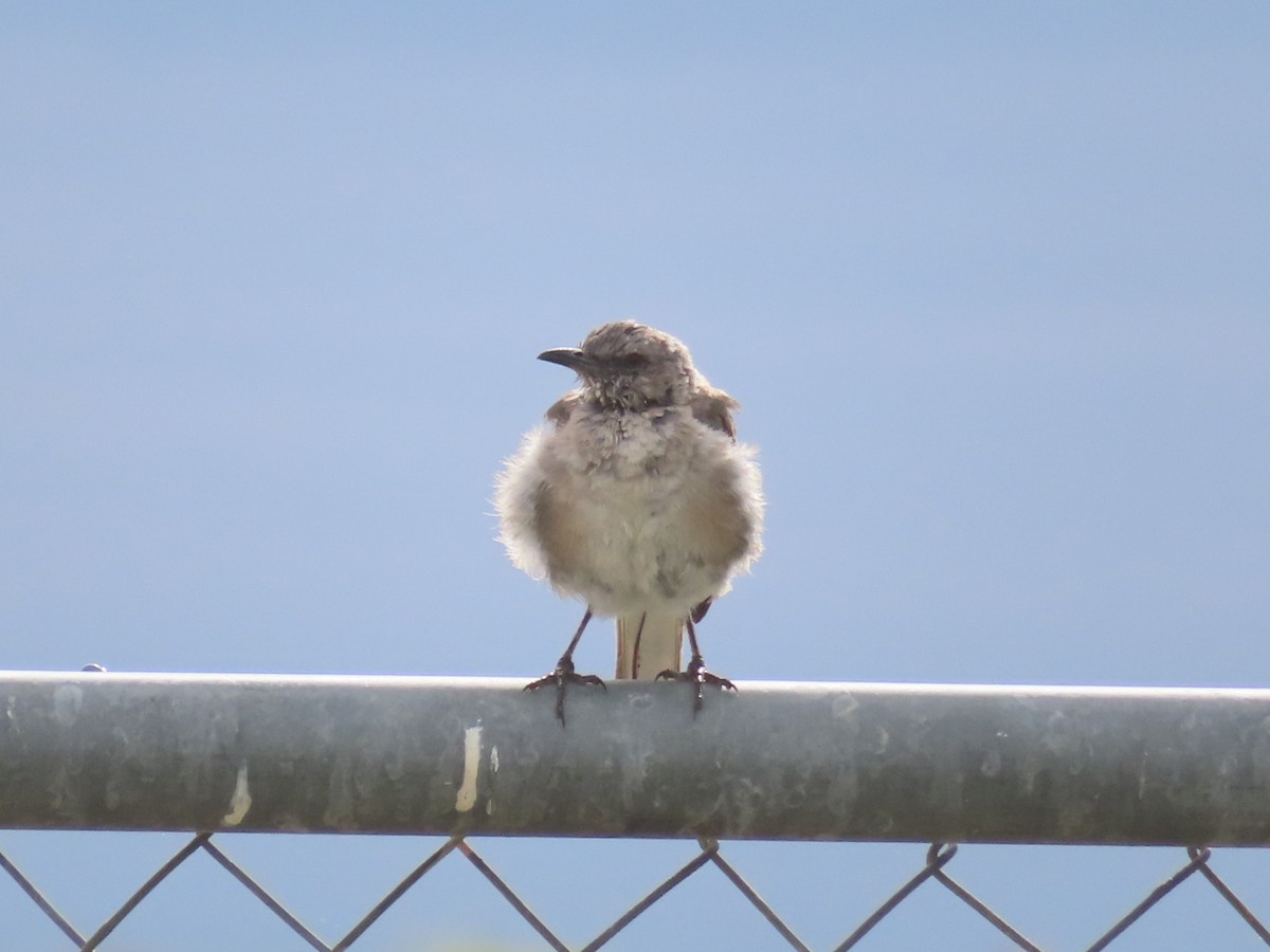 Northern Mockingbird - ML608640973