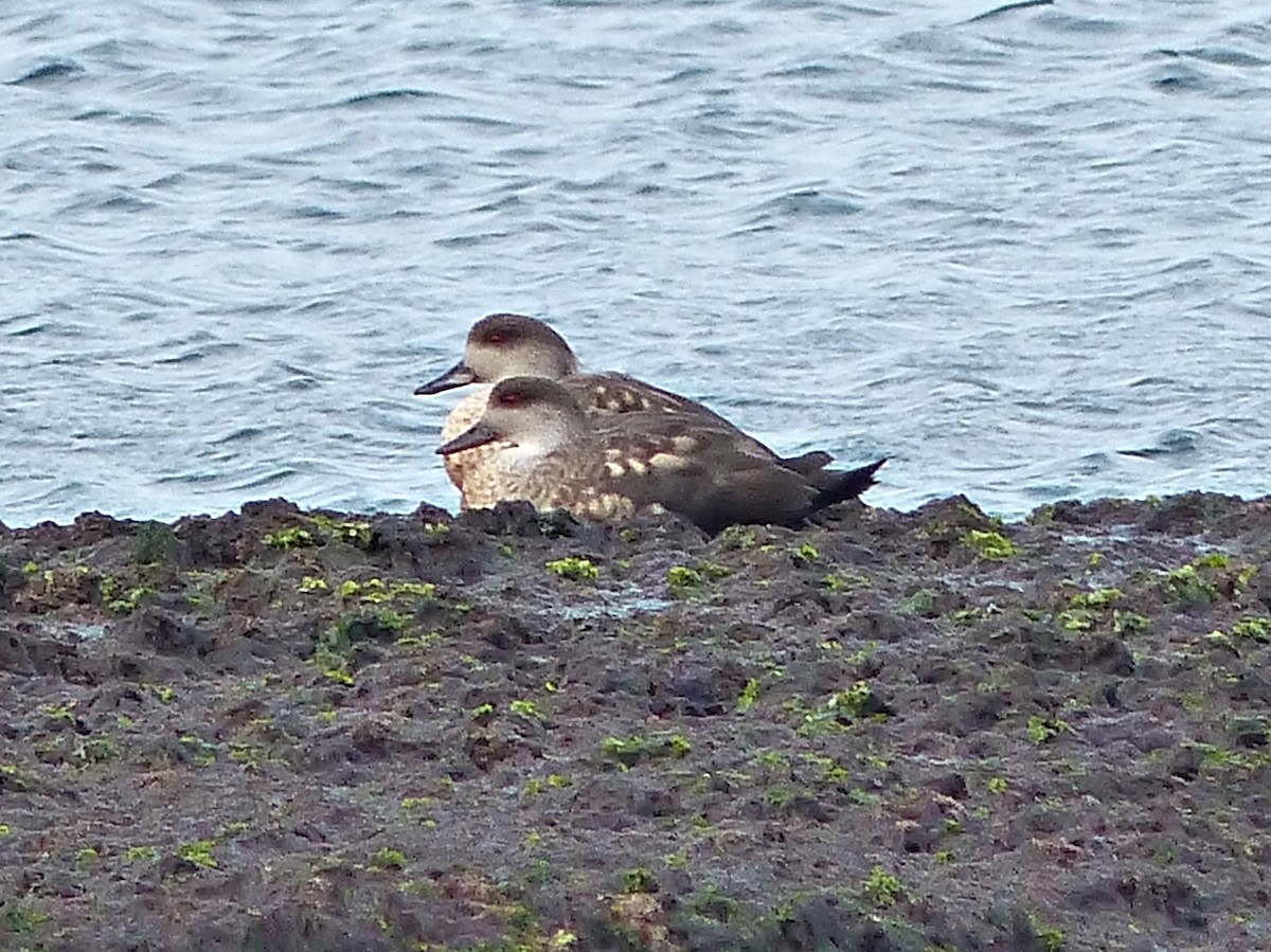 Crested Duck - Carlos Schmidtutz