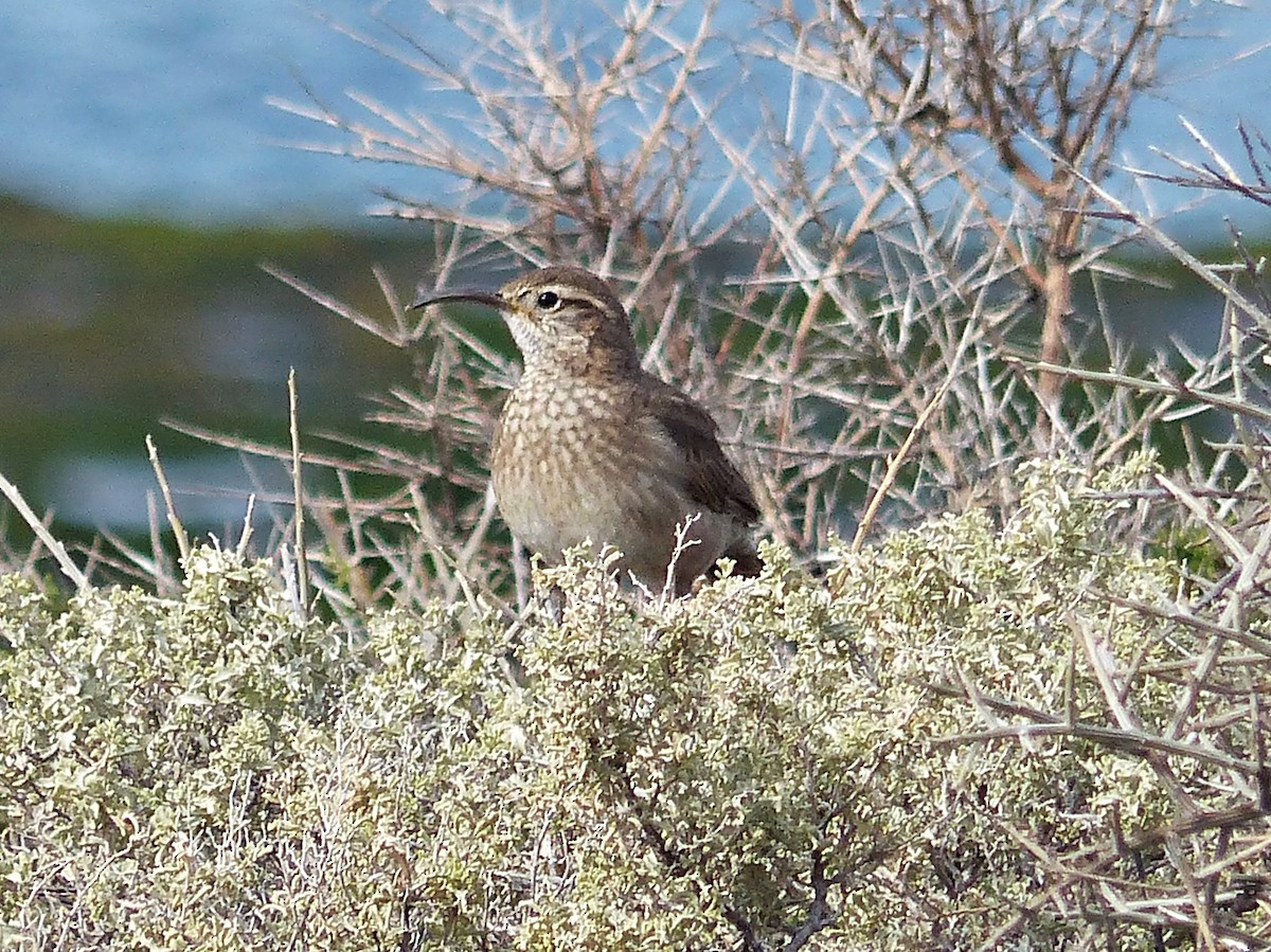 Scale-throated Earthcreeper - Carlos Schmidtutz