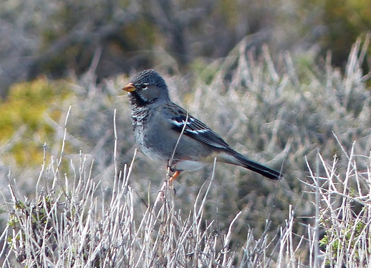 Mourning Sierra Finch - ML608641031