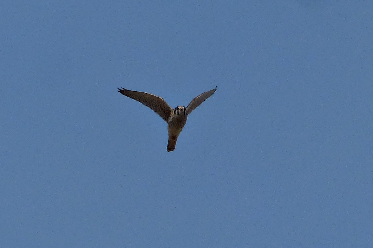 American Kestrel - ML608641039