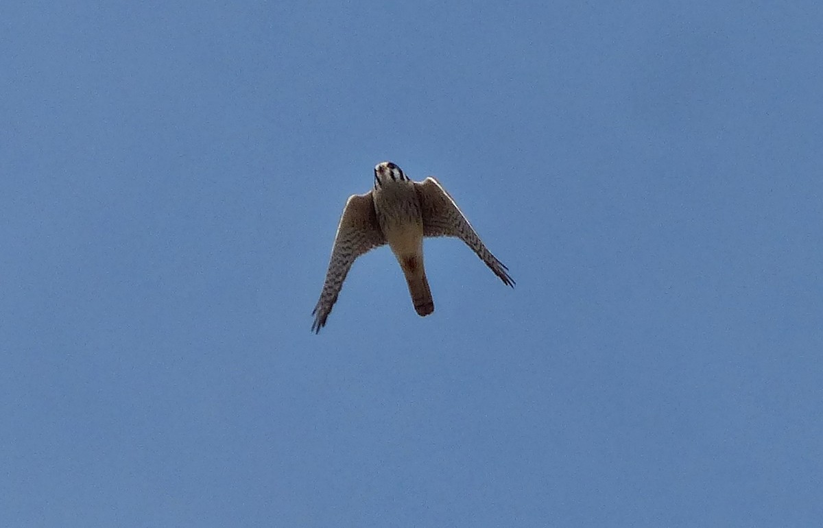 American Kestrel - Carlos Schmidtutz