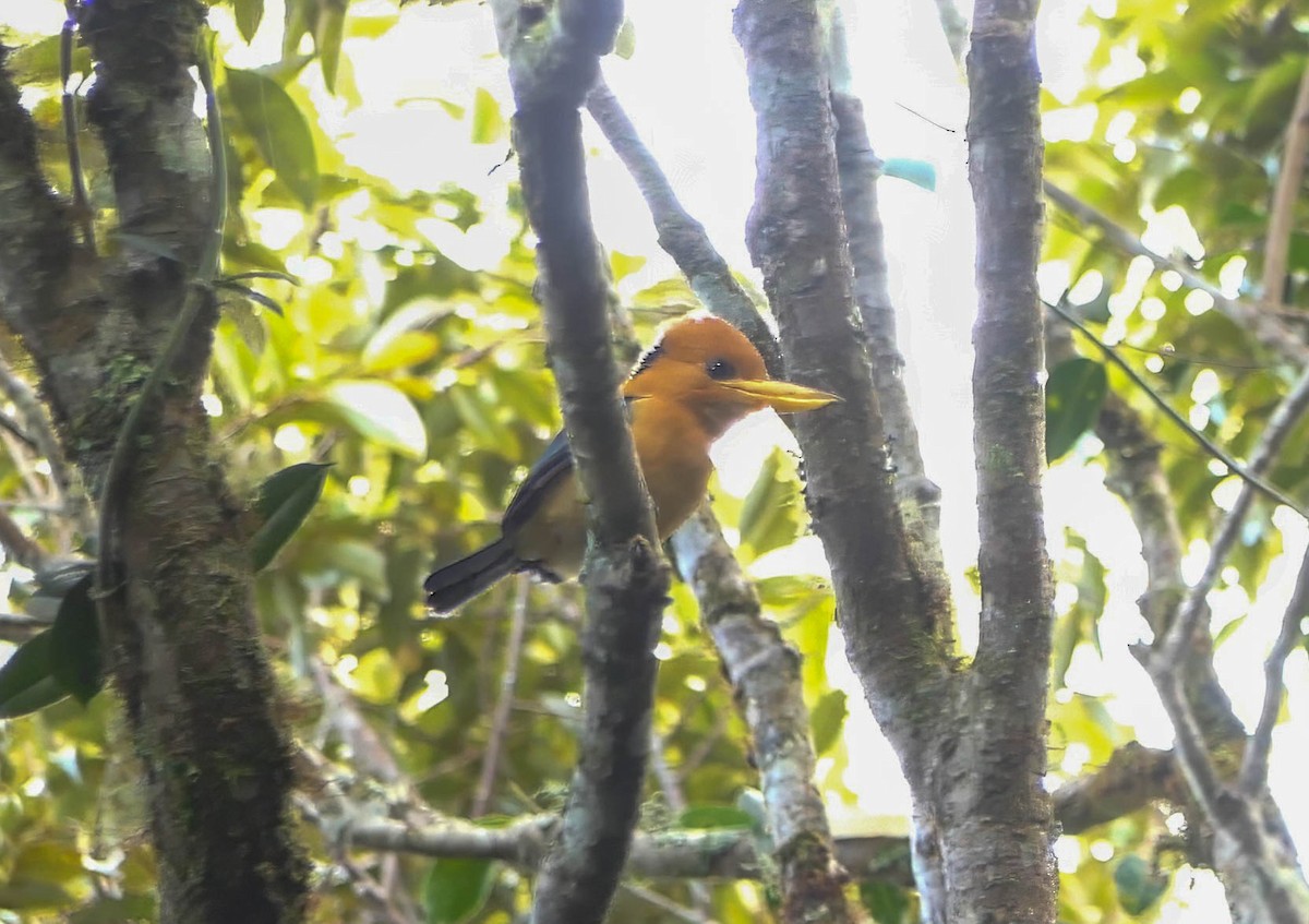 Mountain Kingfisher - ML608641049