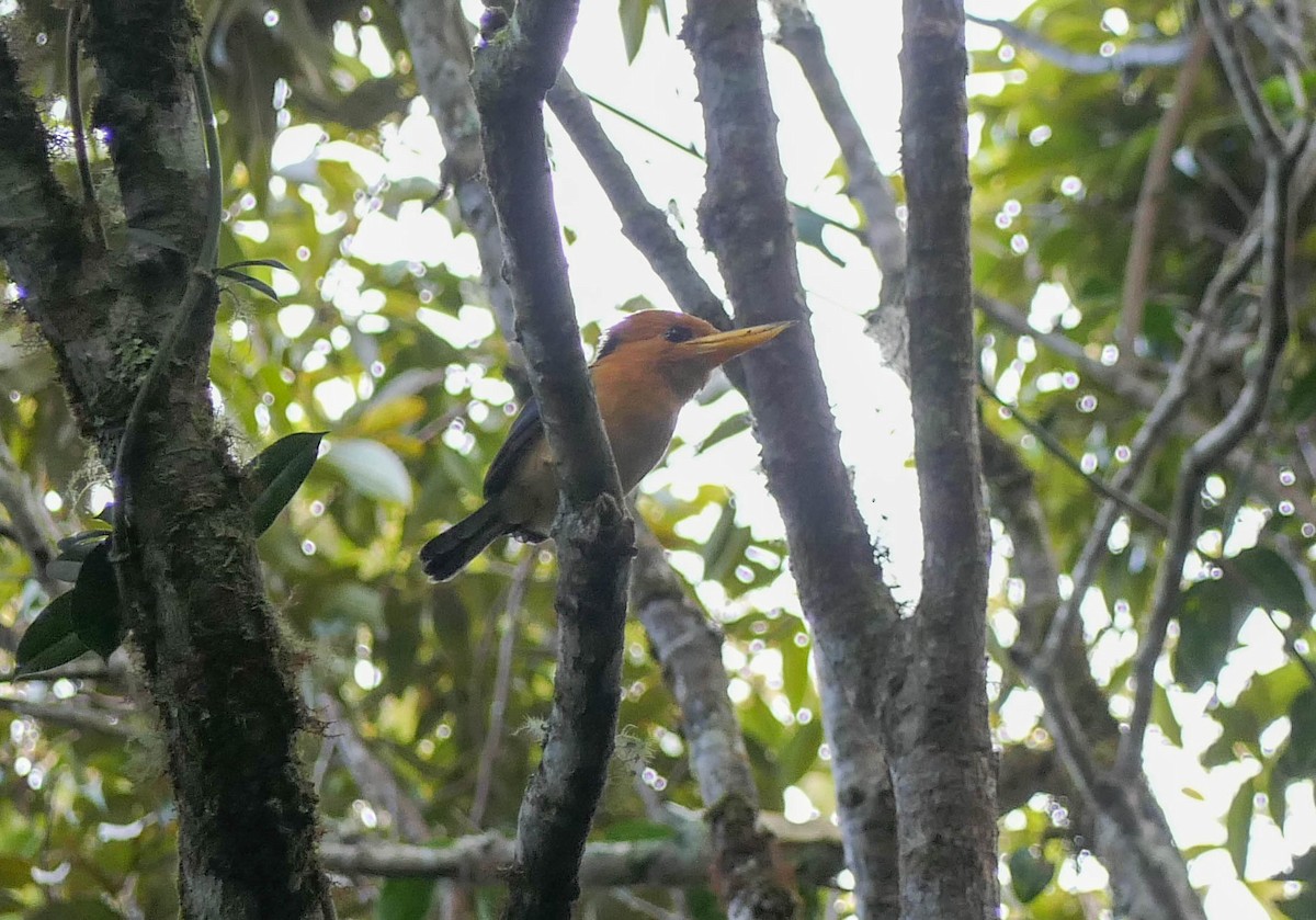 Mountain Kingfisher - ML608641050