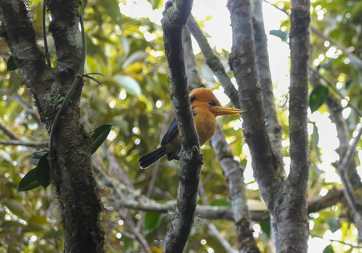 Mountain Kingfisher - ML608641051