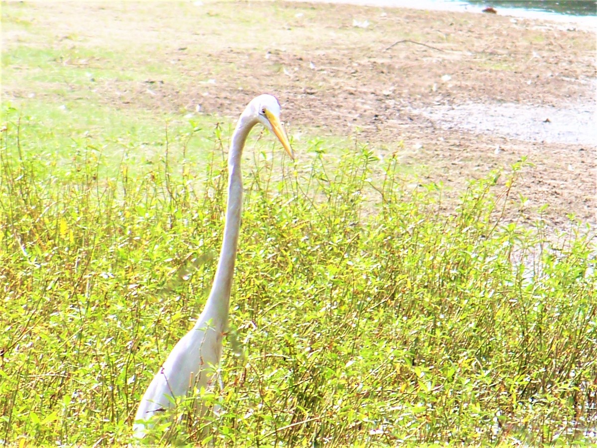 Great Egret - ML608641085