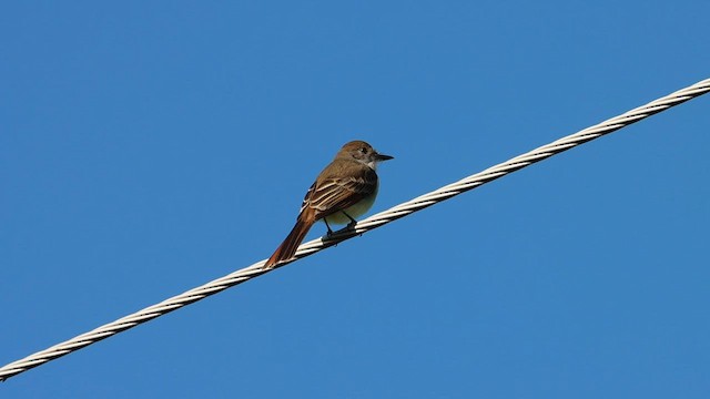 Nutting's Flycatcher - ML608641114