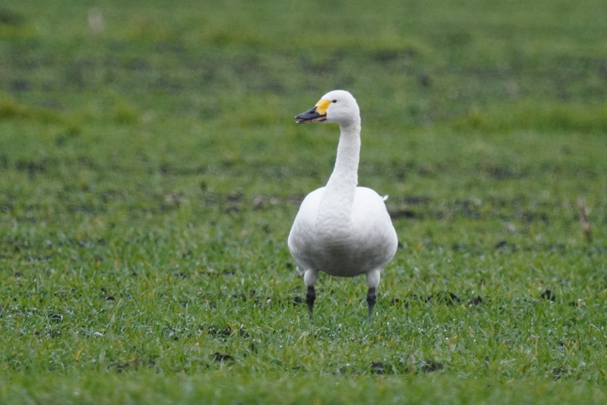Tundra Swan - ML608641129