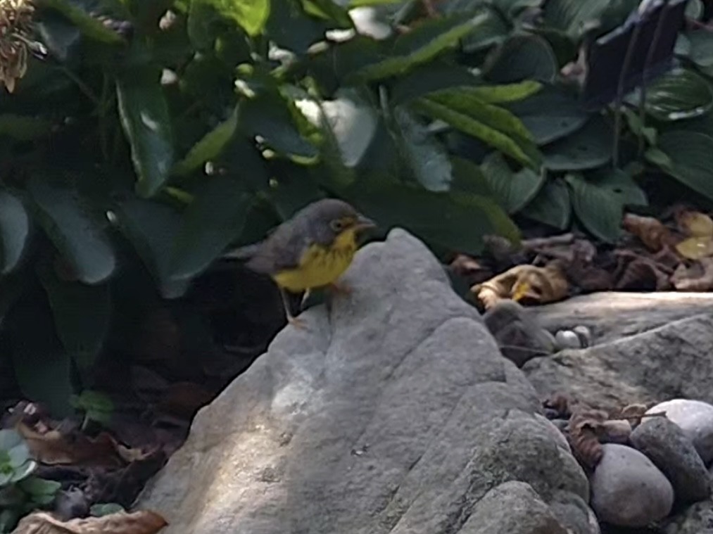 Canada Warbler - ML608641135