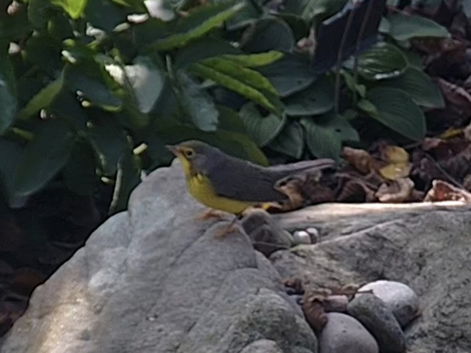 Canada Warbler - ML608641153