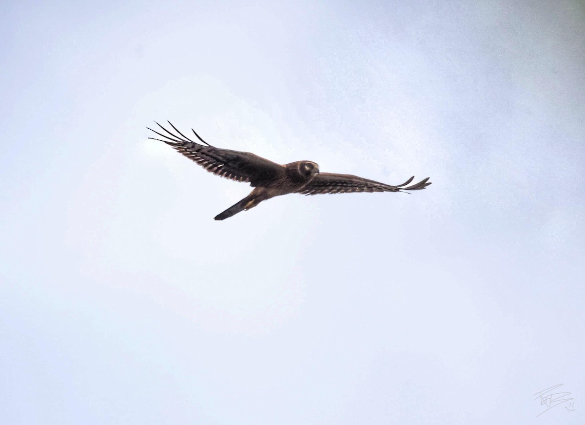 Northern Harrier - ML608641215