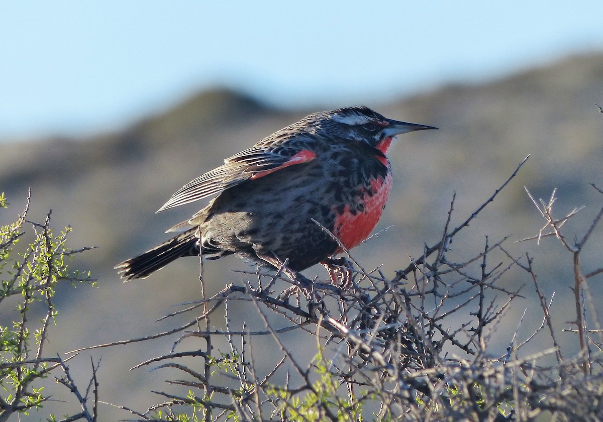 Long-tailed Meadowlark - ML608641224