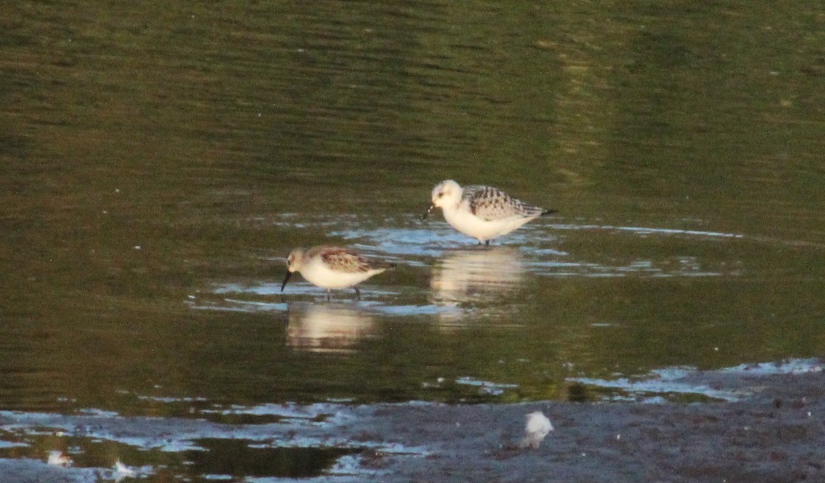 Bécasseau sanderling - ML608641278