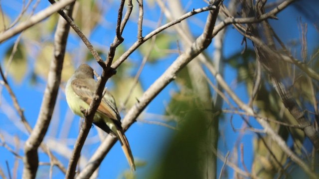 Nutting's Flycatcher - ML608641287