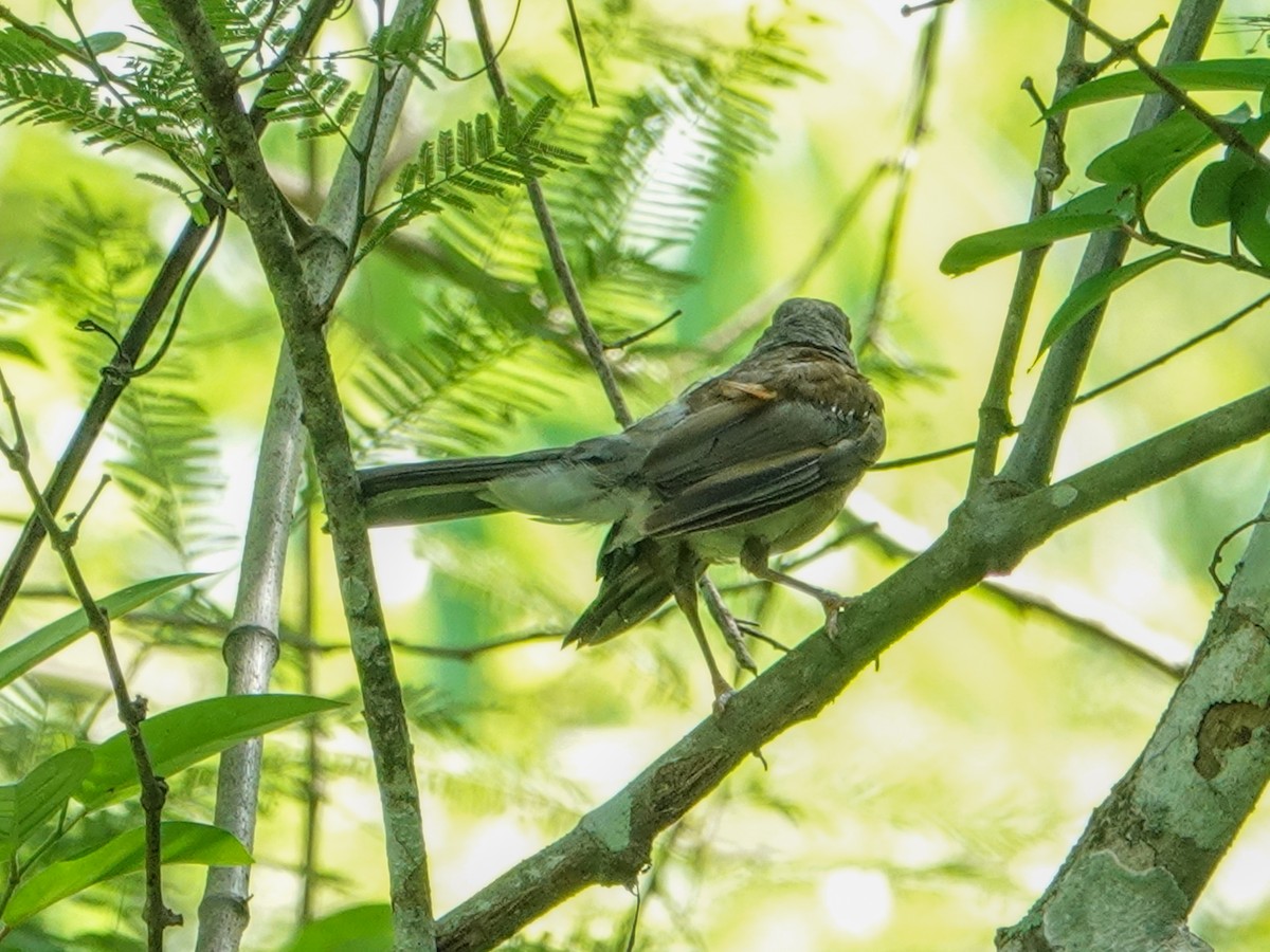 Rufous-backed Robin (Grayson's) - Ken Finger