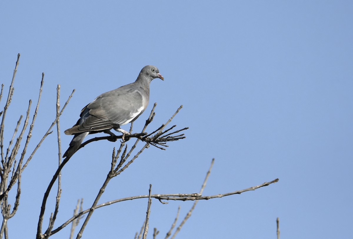 Common Wood-Pigeon - ML608641300