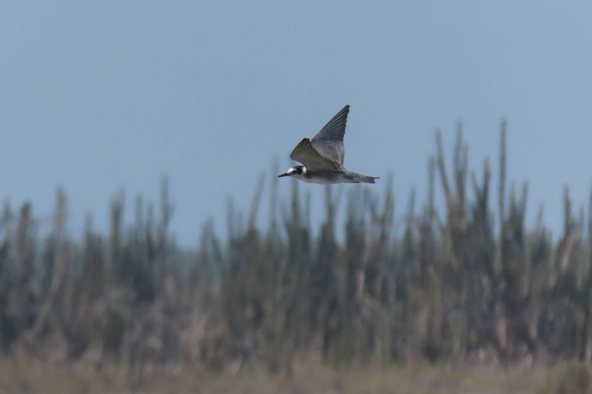 Black Tern - ML608641302