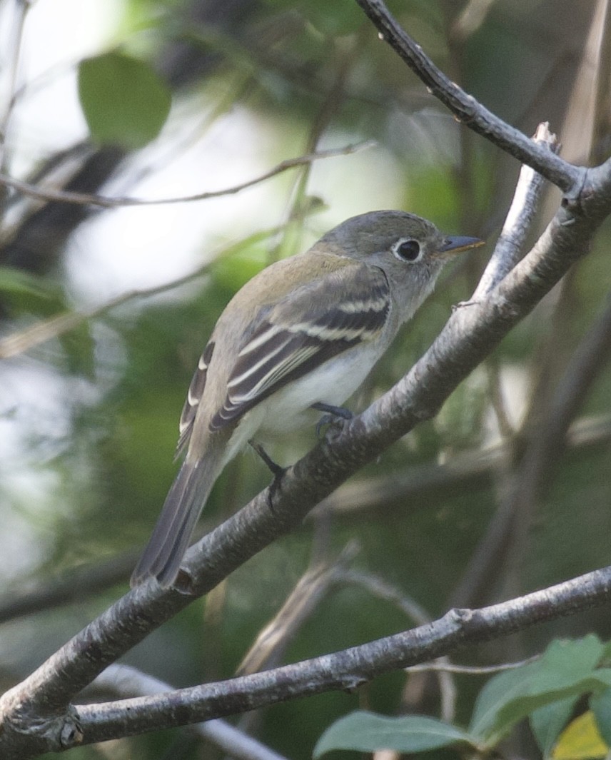 Moucherolle tchébec - ML608641485