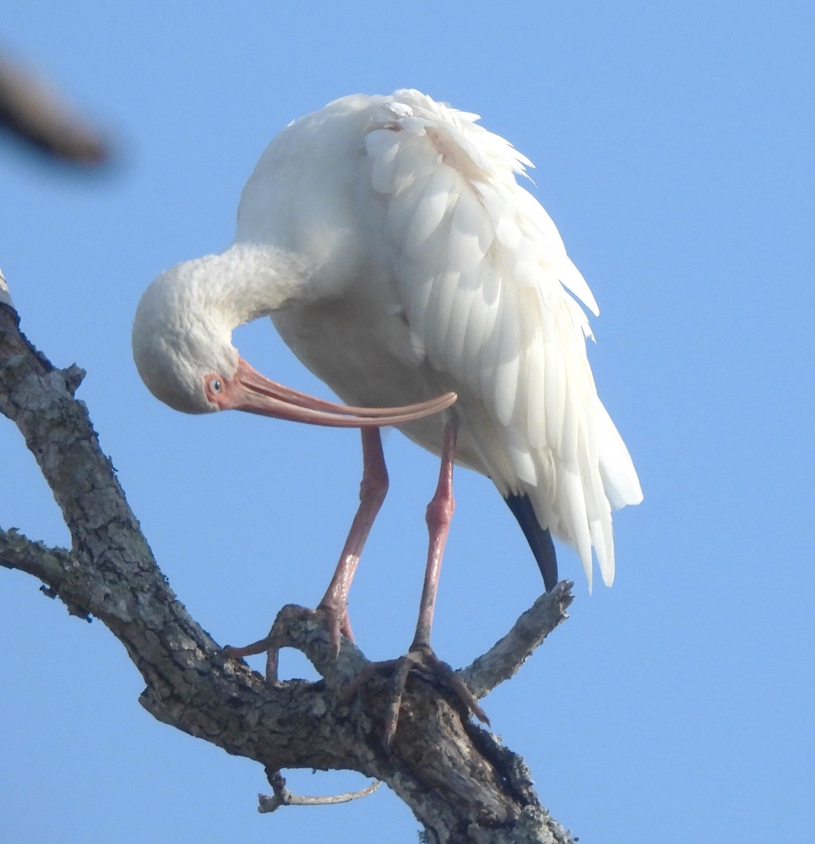 White Ibis - Jan Wimberley