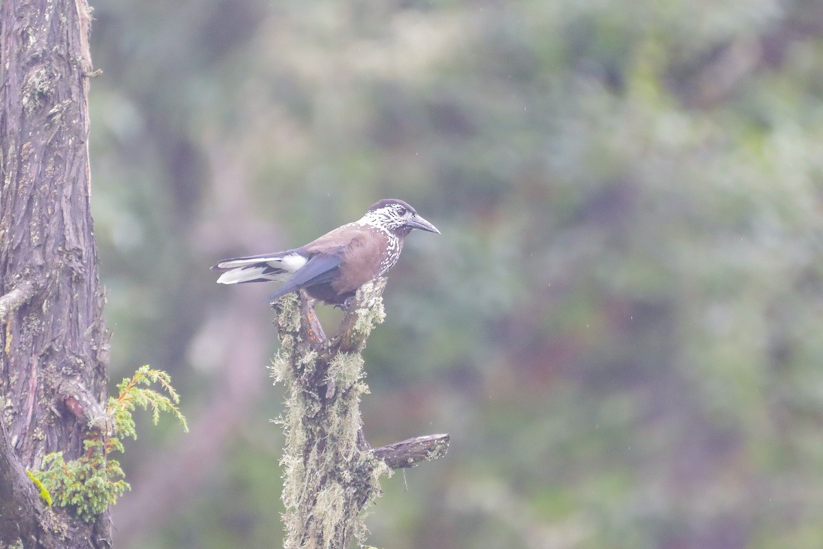 Eurasian Nutcracker - Pete Harvey