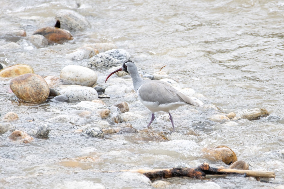 Picoibis - ML608641629