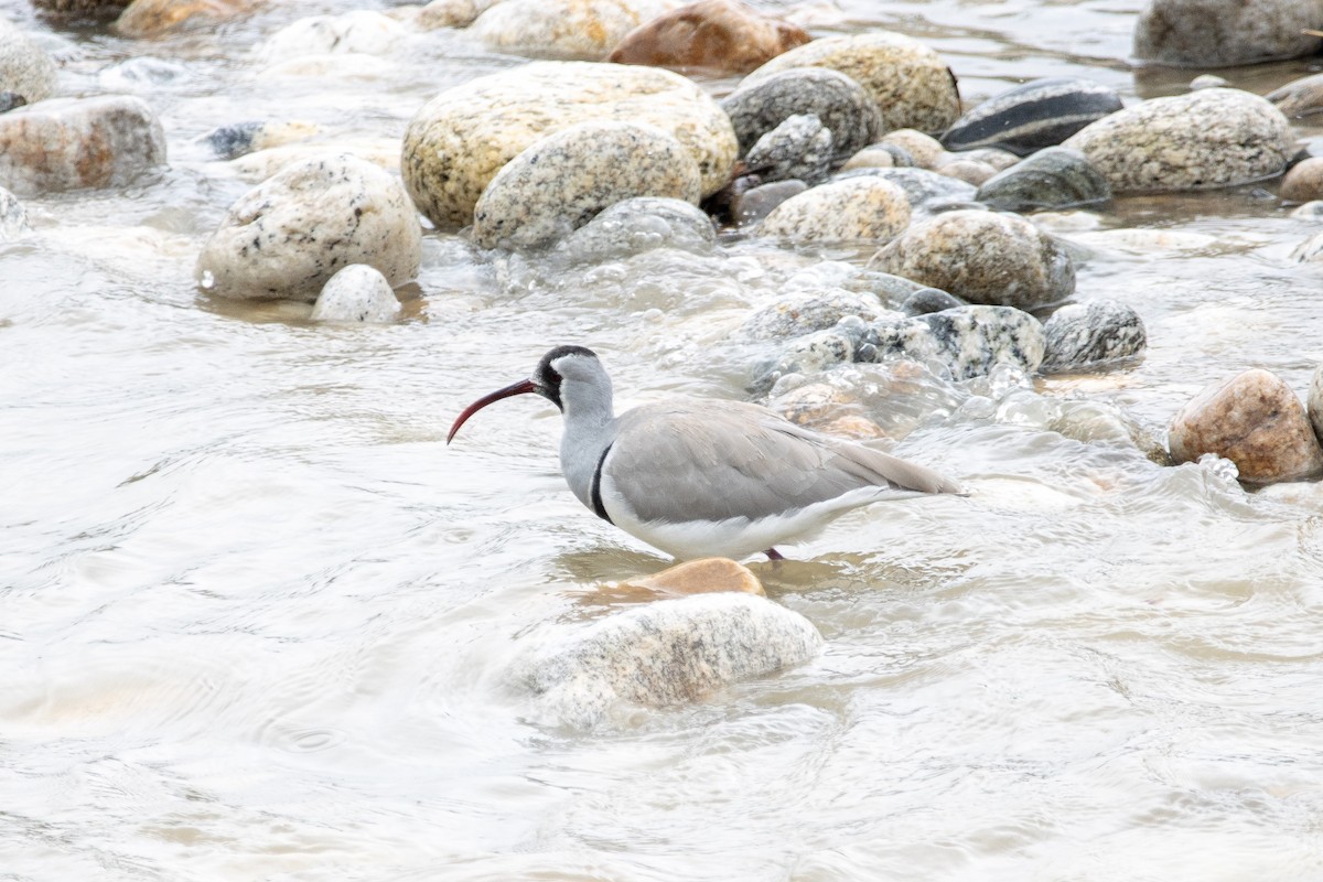 Picoibis - ML608641631