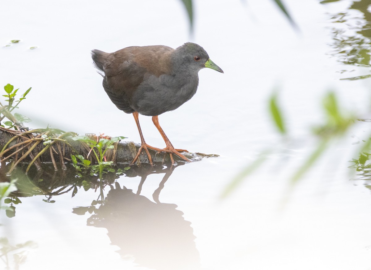 Black-tailed Crake - ML608641646