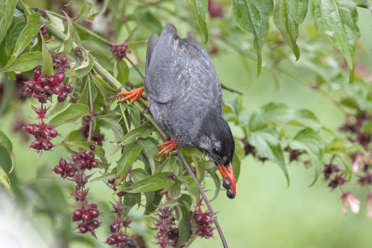 Black Bulbul - Pete Harvey